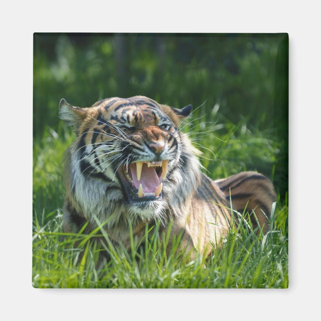 Aimant Tiger's Roar (Devant)