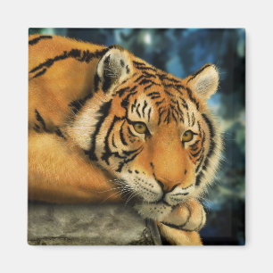 Aimant Tigre
