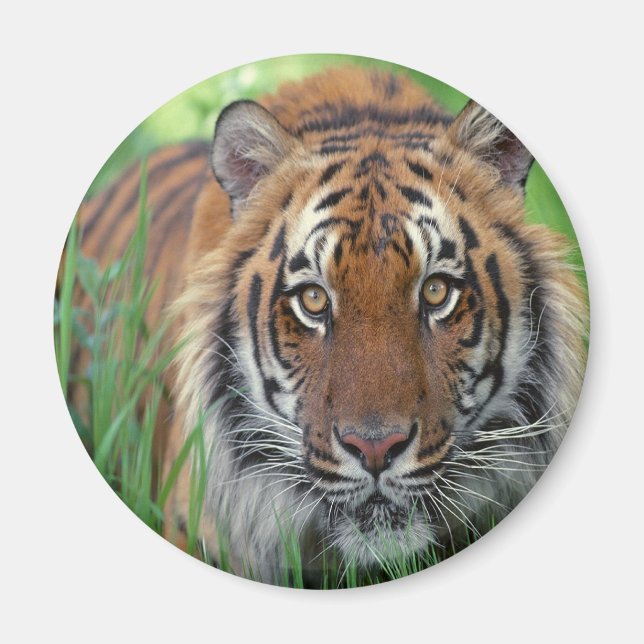 Aimant Tigre (Devant)