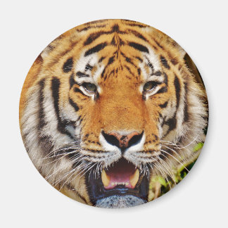 Aimant Tigre