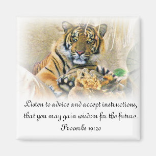 Aimant Tigre,À_la_recherche_