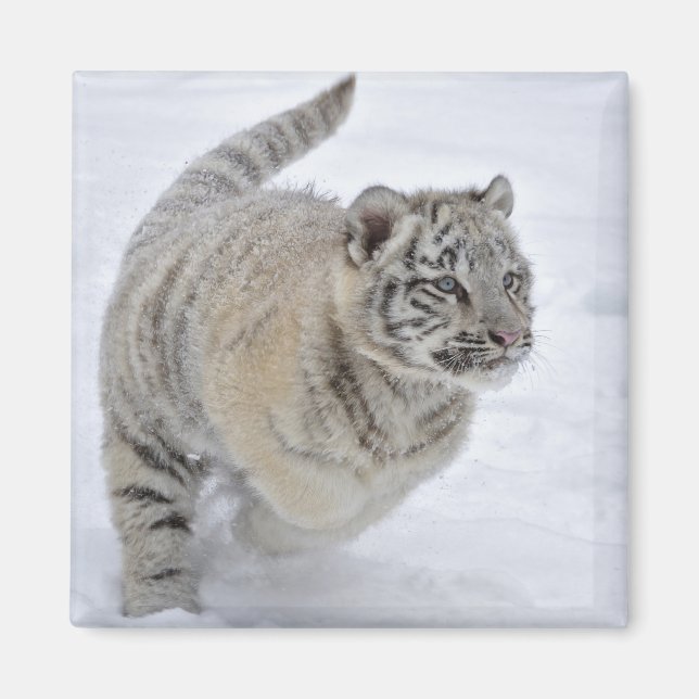 Aimant Tigre à neige (Devant)
