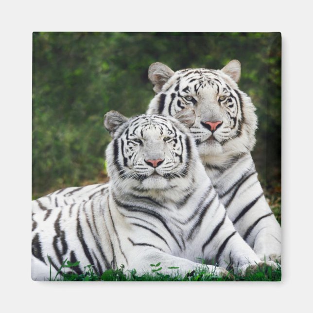 Aimant Tigre à neige (Devant)
