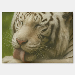 Aimant Tigre blanc dans le rituel de toilettage privé