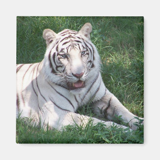 Aimant Tigre blanc sur l'herbe verte image verticale