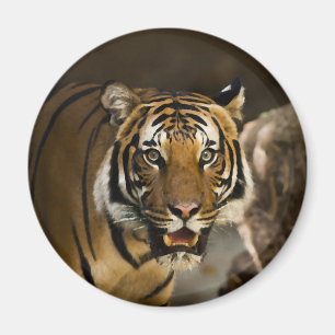 Aimant Tigre de Sibérie