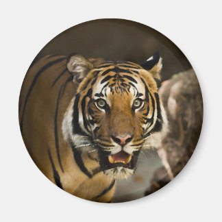 Aimant Tigre de Sibérie