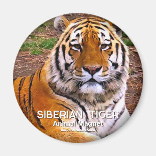 Aimant Tigre de Sibérie
