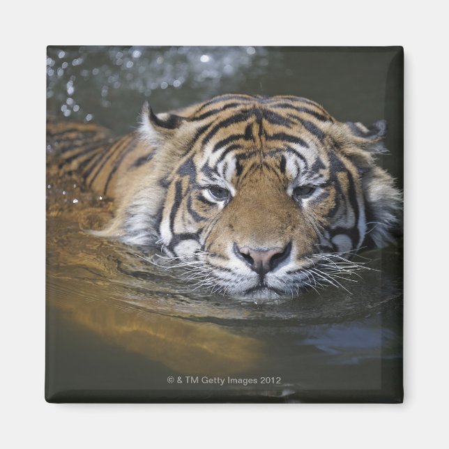 Aimant Tigre de Sumatra, Panthera tigris sumatrae (Devant)