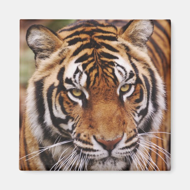 Aimant Tigre du Bengale, Panthera tigris (Devant)