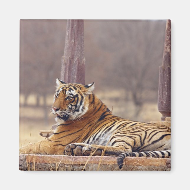 Aimant Tigre du Bengale royal au cénotaphe, (Devant)
