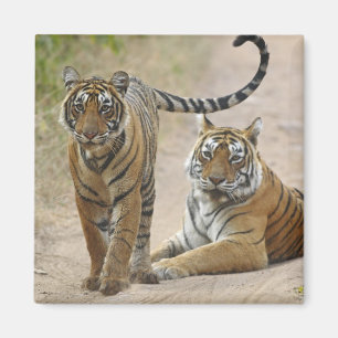 Aimant Tigre du Bengale royal et jeune, Ranthambhor