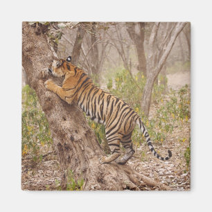 Aimant Tigre du Bengale royal grimpant à l'arbre,