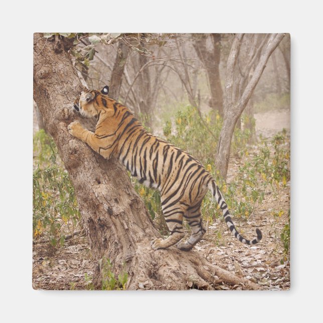 Aimant Tigre du Bengale royal grimpant à l'arbre, (Devant)