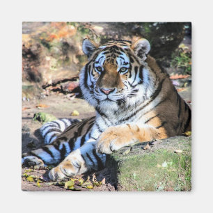 Aimant Tigre du Bengale se reposant sur un rocher moussu