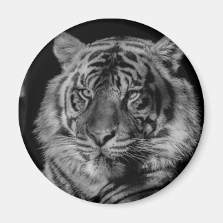 Aimant Tigre noir et blanc