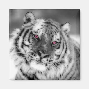 Aimant Tigre observé par rose