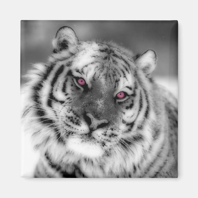 Aimant Tigre observé par rose (Devant)