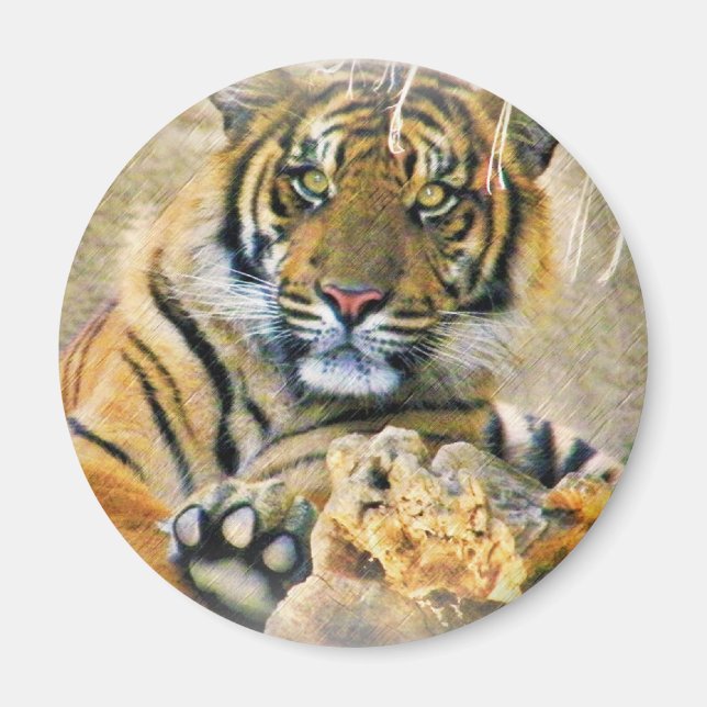 Aimant Tigre, Recherche_ (Devant)