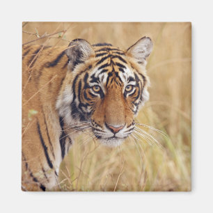 Aimant Tigre royal du Bengale