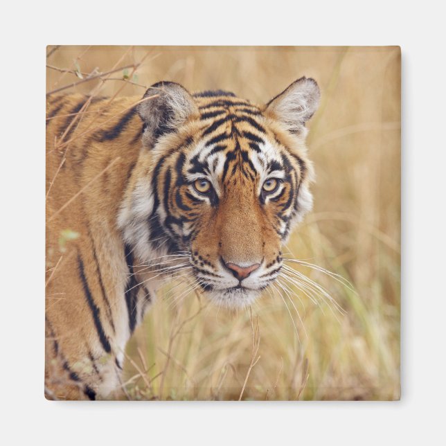 Aimant Tigre royal du Bengale (Devant)