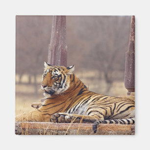 Aimant Tigre royal du Bengale à la cime,