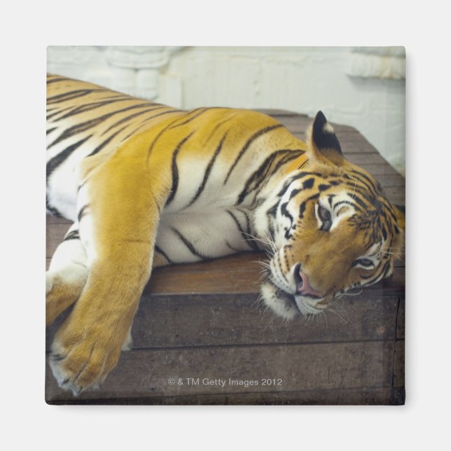 Aimant Tigre, Samui, Thaïlande (Devant)