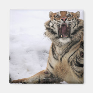 Aimant Tigre sibérien (altaica du Tigre de Panthera)