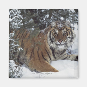 Aimant Tigre sibérien (Panthera Tigre Altaica)