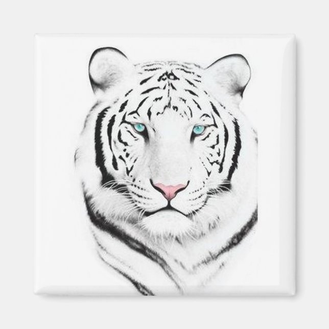 Aimant Tigres blancs de Sibérie (Devant)