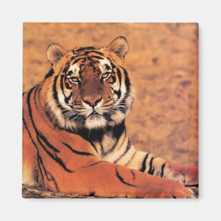 Aimant Tigres dans la nature Photos sur Cartes, Tee - shi