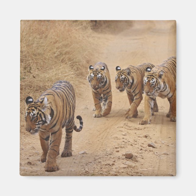 Aimant Tigres du Bengale (Devant)