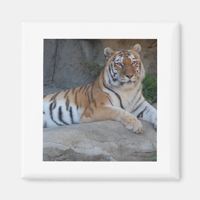 Aimant Tigres du Bengale (Devant)