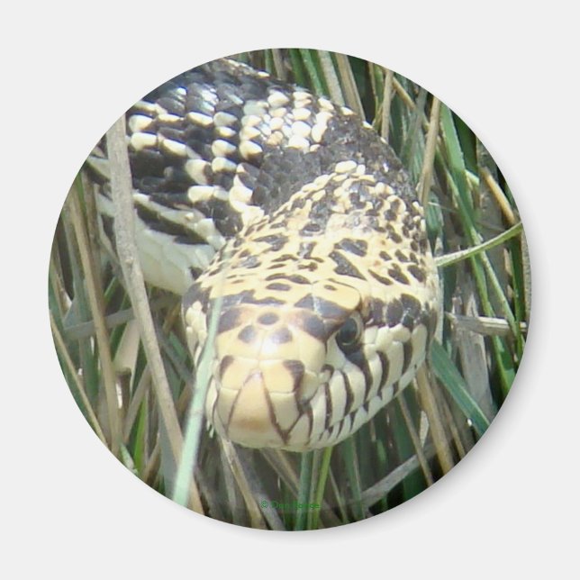 Aimant Tir dans la tête de R4 Bull Snake (Devant)
