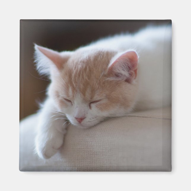 Aimant Tired Beige et White Kitten (Devant)