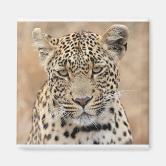 Aimant Tlalamaba Princesse de Djume