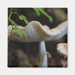 Aimant Toadstool parapluie