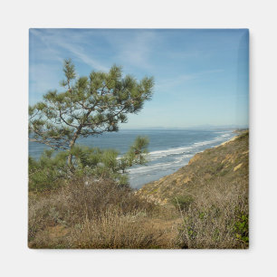 Aimant Torrey Pine and California Coastline Landscape