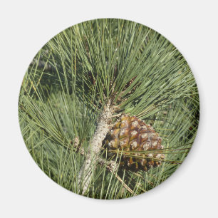 Aimant Torrey Pine Closeup California Botanical