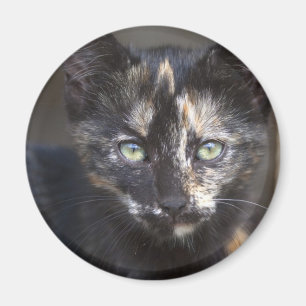 Aimant Tortoiseshell Kitten