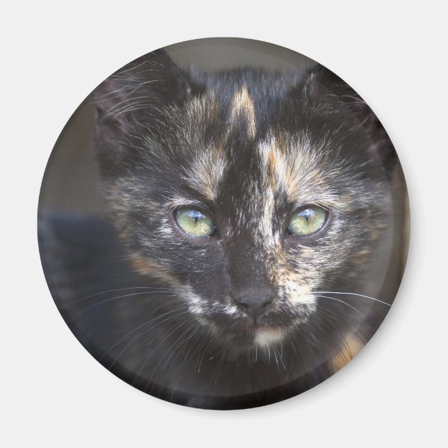 Aimant Tortoiseshell Kitten (Devant)