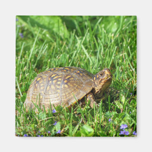 Aimant Tortue