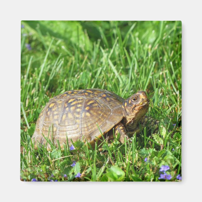 Aimant Tortue (Devant)