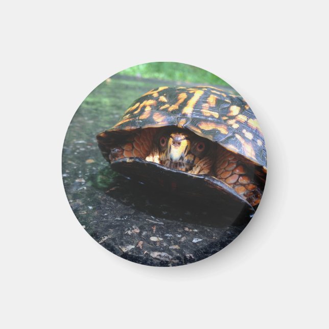 Aimant Tortue (Devant)