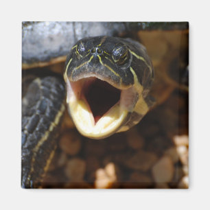 Aimant Tortue avec l'aimant ouvert de bouche