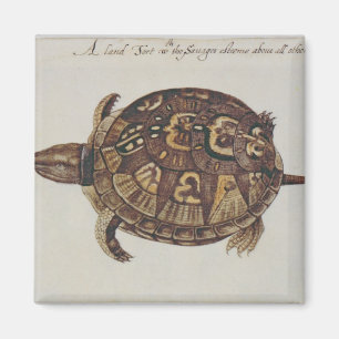 Aimant Tortue boîte commune