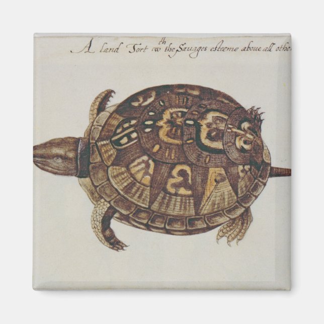 Aimant Tortue boîte commune (Devant)