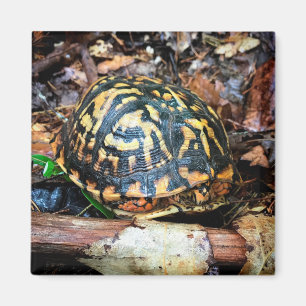 Aimant Tortue dans la forêt, Chester, South Carolina Post