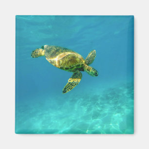 Aimant Tortue de mer nageant dans l'eau turquoise de l'oc