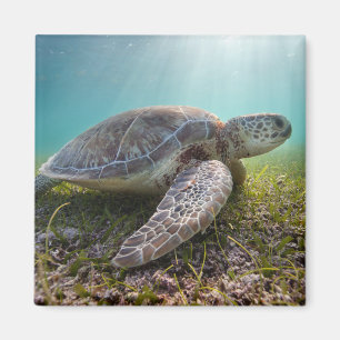Aimant Tortue de mer verte à la baie du crépuscule  